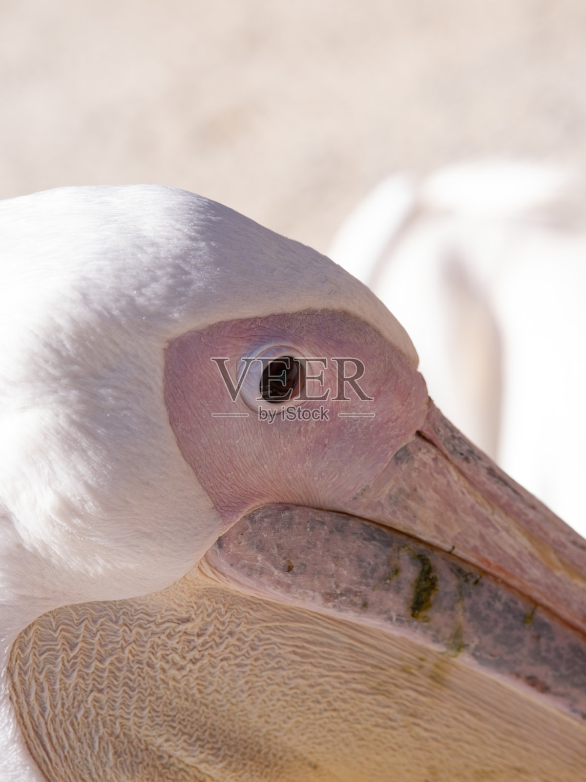 白底鹈鹕的肖像照片摄影图片