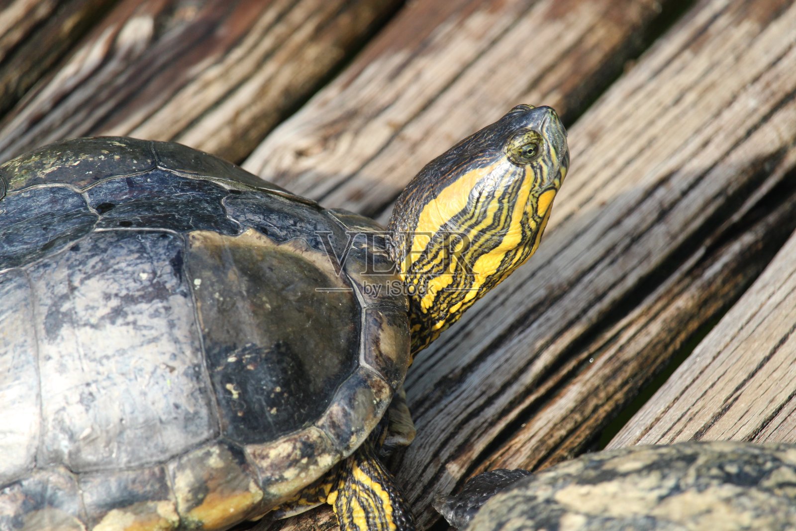 黑腹滑龟照片摄影图片