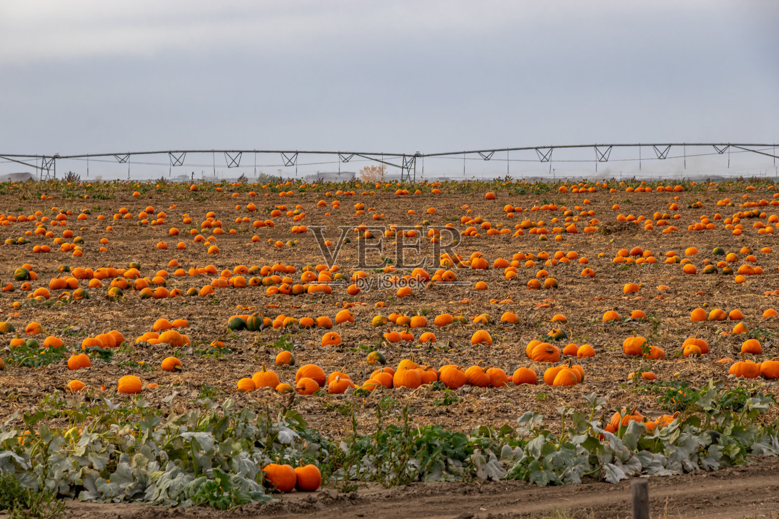 雷德克里夫，赛普拉斯县，艾伯塔省，加拿大照片摄影图片