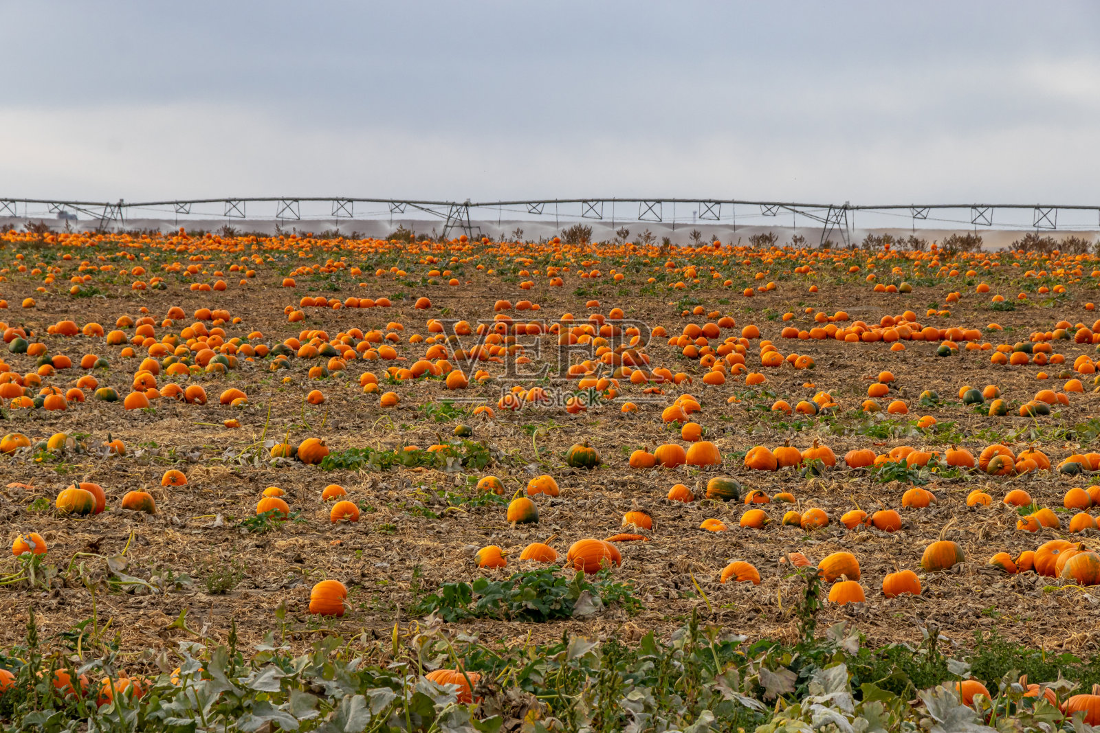 雷德克里夫，赛普拉斯县，艾伯塔省，加拿大照片摄影图片