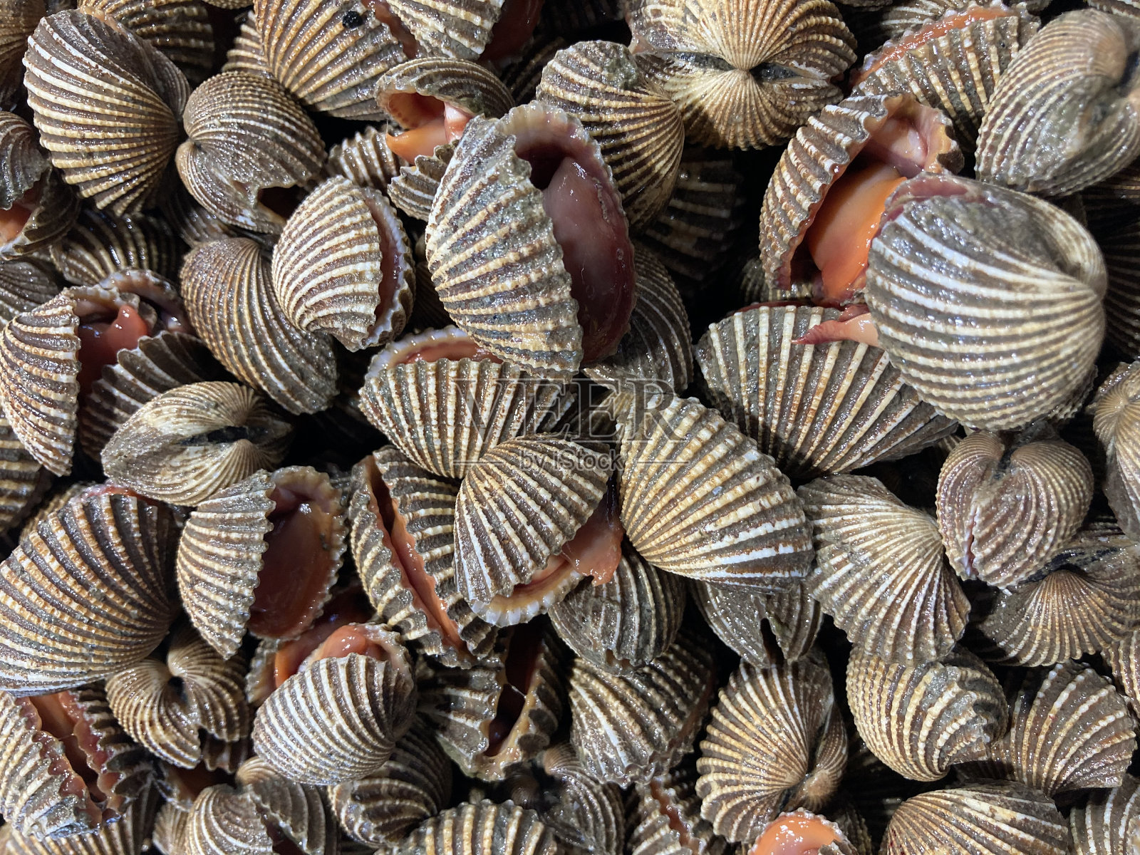 海鲜市场上的新鲜蛤壳照片摄影图片