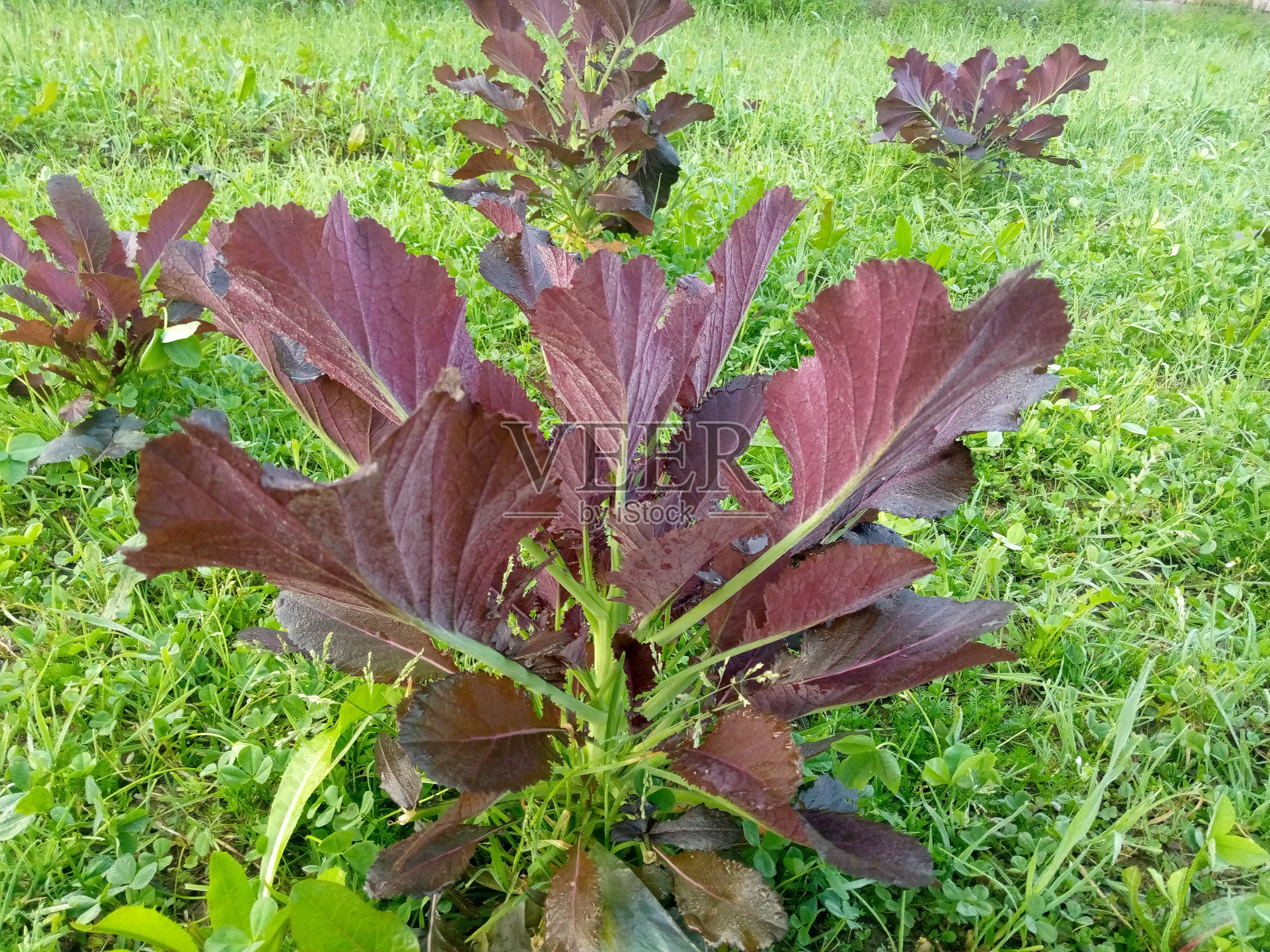 花，树，树照片摄影图片