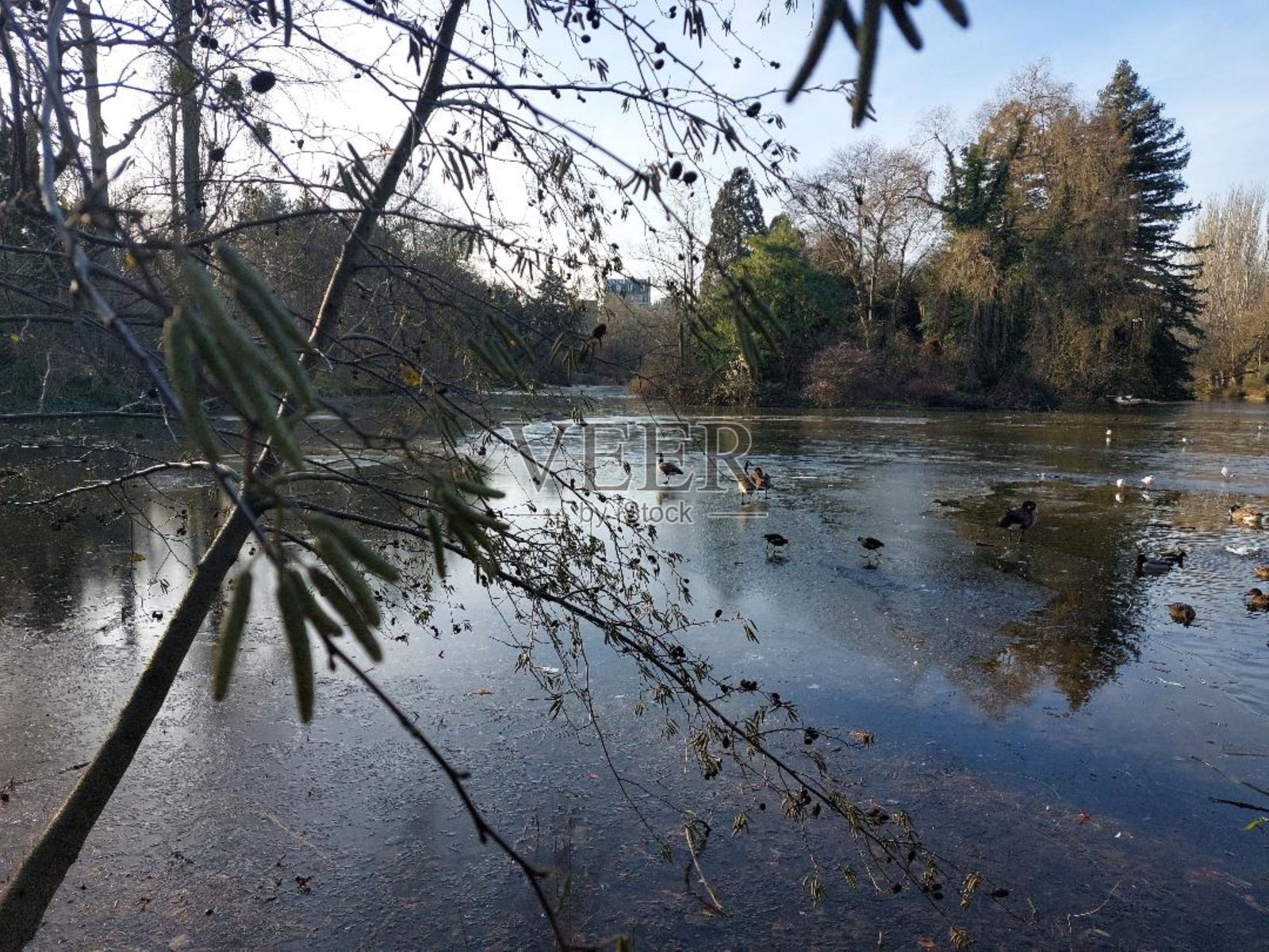 早上的湖。照片摄影图片