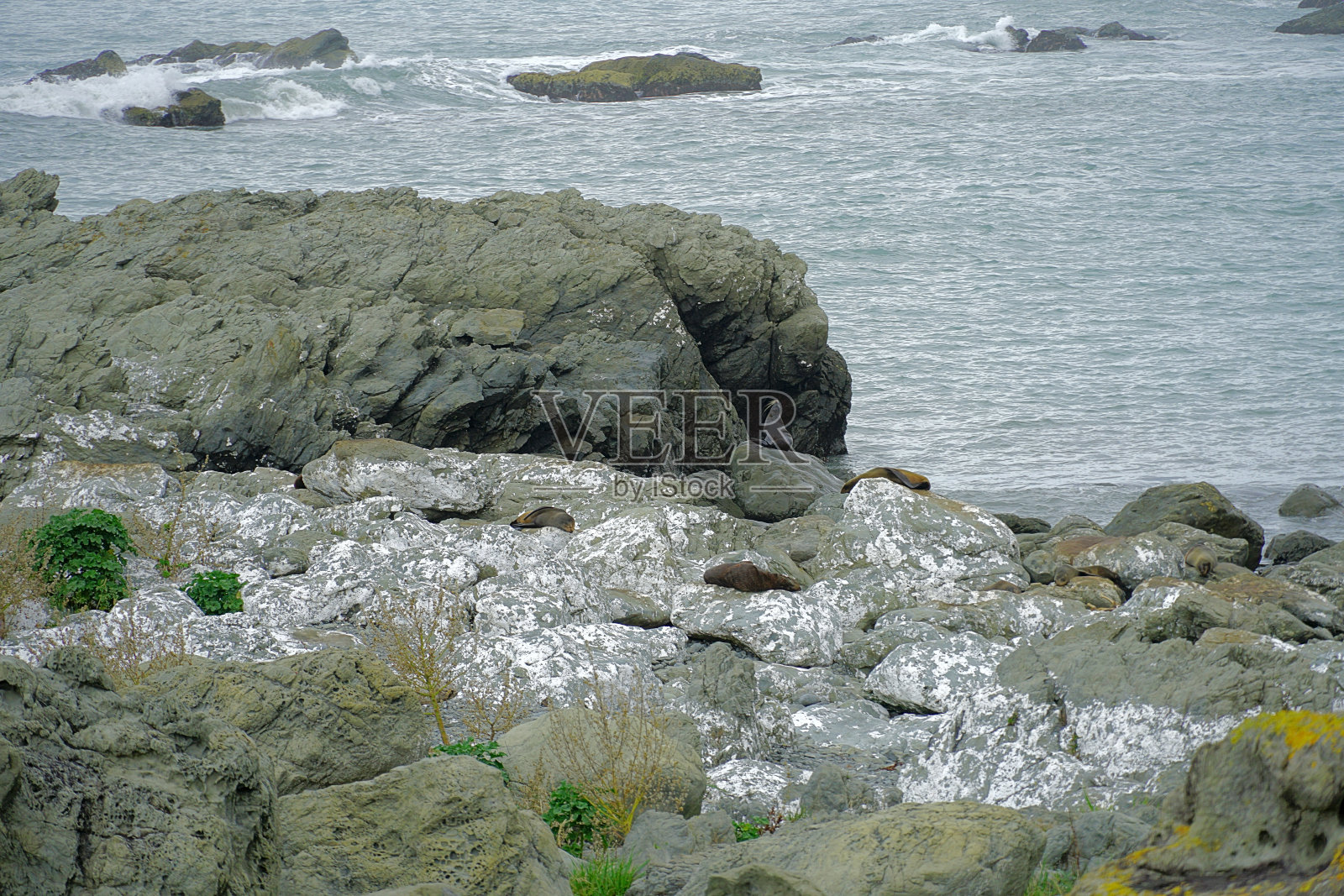 新西兰南岛照片摄影图片