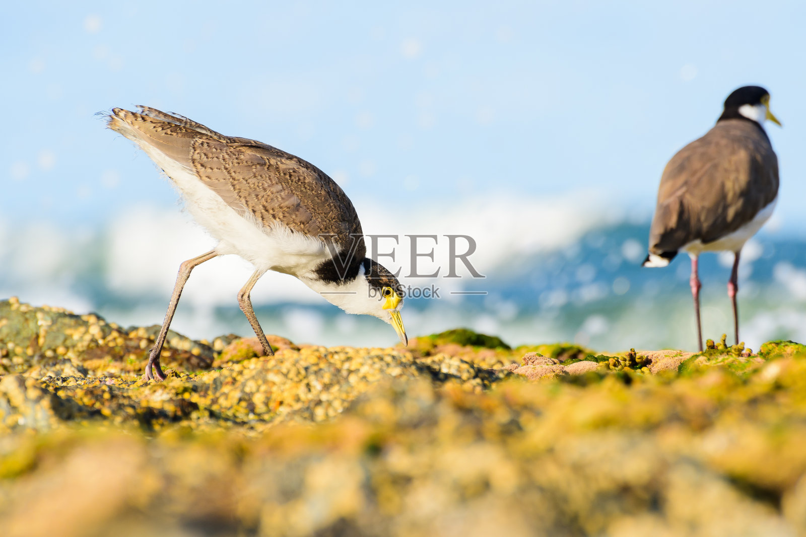 蒙面田凫(Vanellus miles)中等大小的鸟，动物站在海边的岩石上，鸟正在寻找食物，夏天阳光灿烂的日子。照片摄影图片