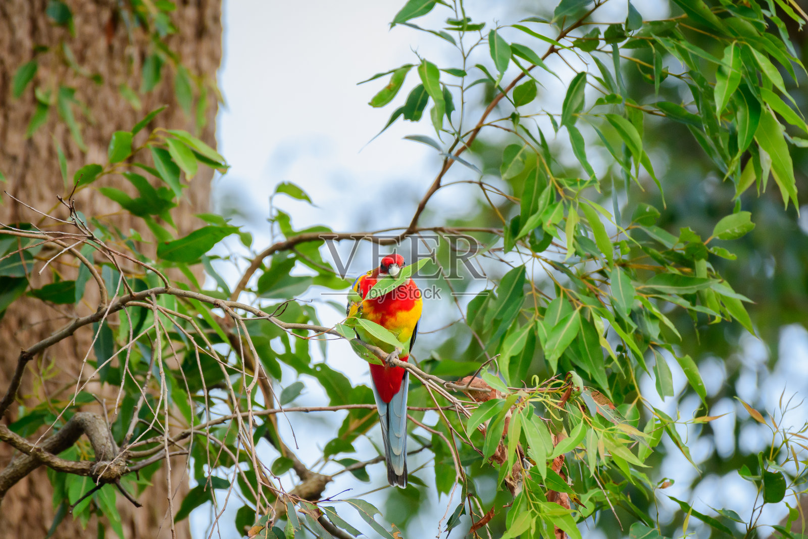 东方玫瑰鹦鹉(Platycercus eximius)五颜六色的小鸟，动物坐在一个城市公园的树枝上，嘴里叼着一片叶子。照片摄影图片