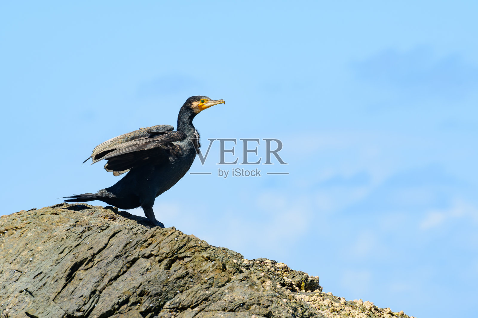 大鸬鹚(Phalacrocorax carbo):一种深色羽毛的大型水鸟，这种动物坐在岩石上，展开翅膀，在阳光下晒干它们。照片摄影图片