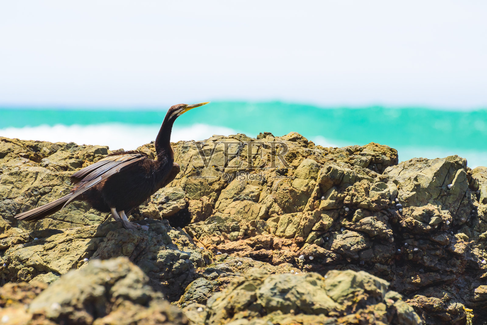 大洋洲飞禽(新荷兰飞禽科):一种大型水鸟，有深色的羽毛和长长的脖子，这种动物坐在海边的岩石上。照片摄影图片