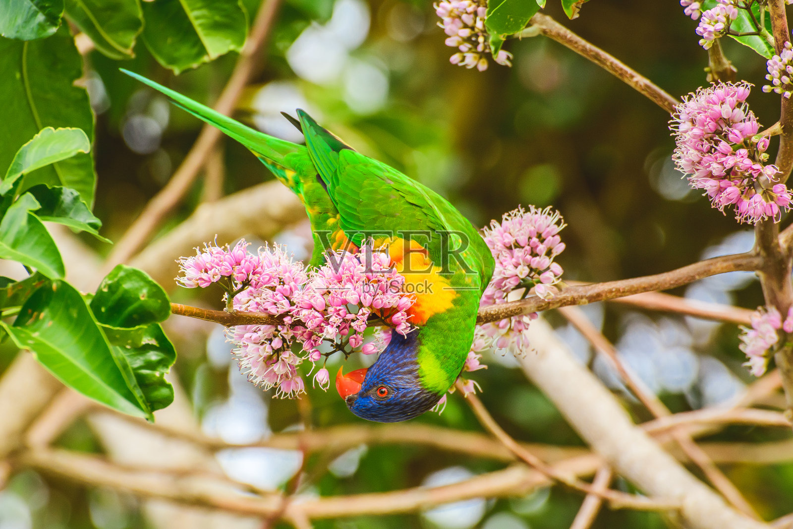 彩虹鹦鹉(Trichoglossus moluccanus)鹦鹉，色彩鲜艳的小鸟，动物栖息在树枝上，吃盛开的花朵。照片摄影图片