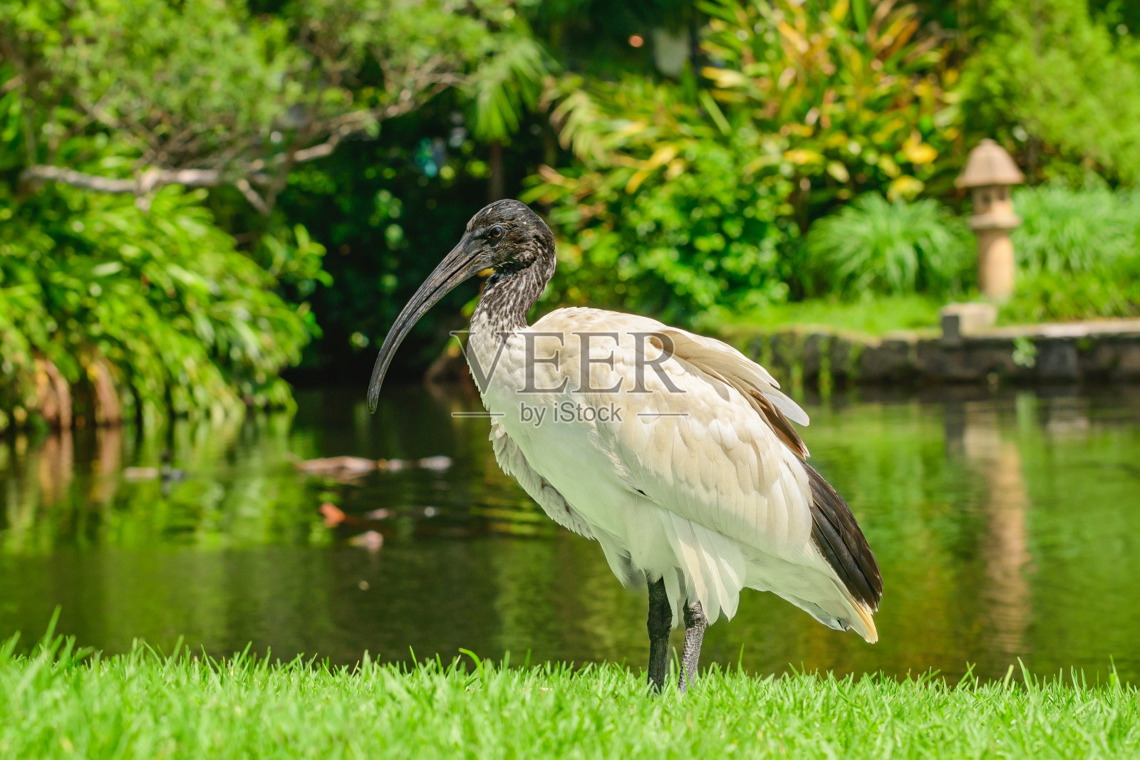 澳大利亚白鹮(Threskiornis molucca)是一种黑色头部和白色羽毛的大鸟，在一个阳光明媚的日子里，动物站在公园池塘岸边的绿色草地上。照片摄影图片