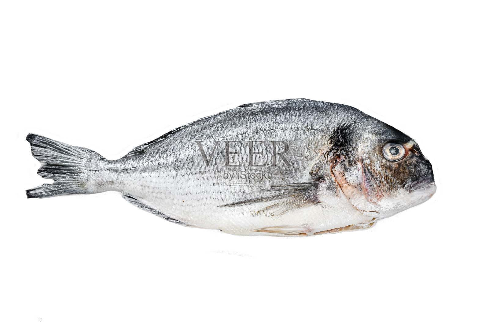 鲷鱼，地中海美食健康烹饪理念，白色背景顶视图照片摄影图片