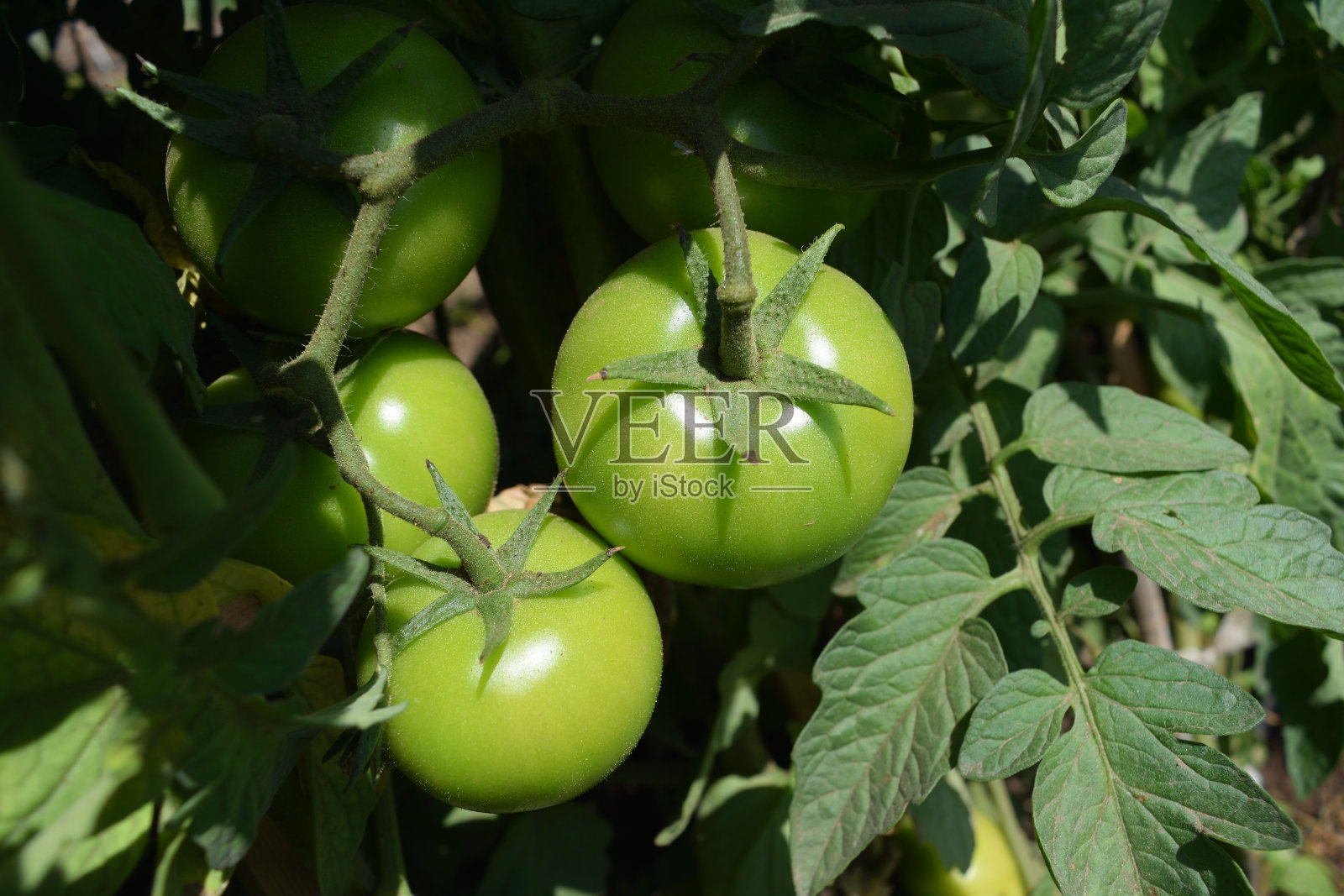 绿色的西红柿照片摄影图片