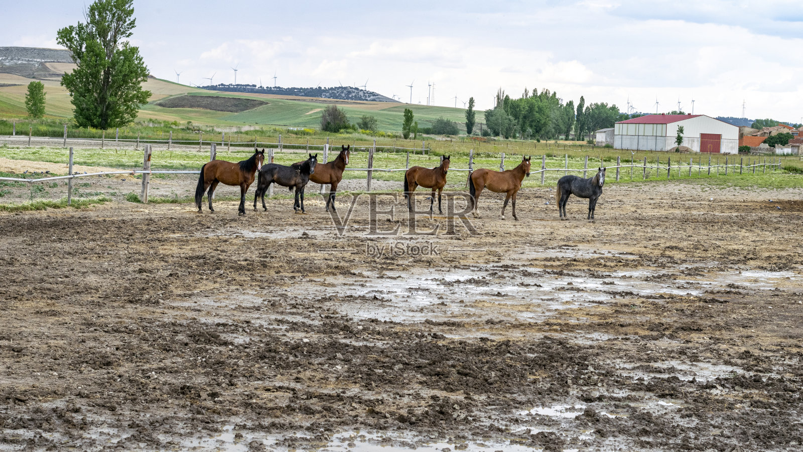 一群马在户外农场，被大自然包围。照片摄影图片