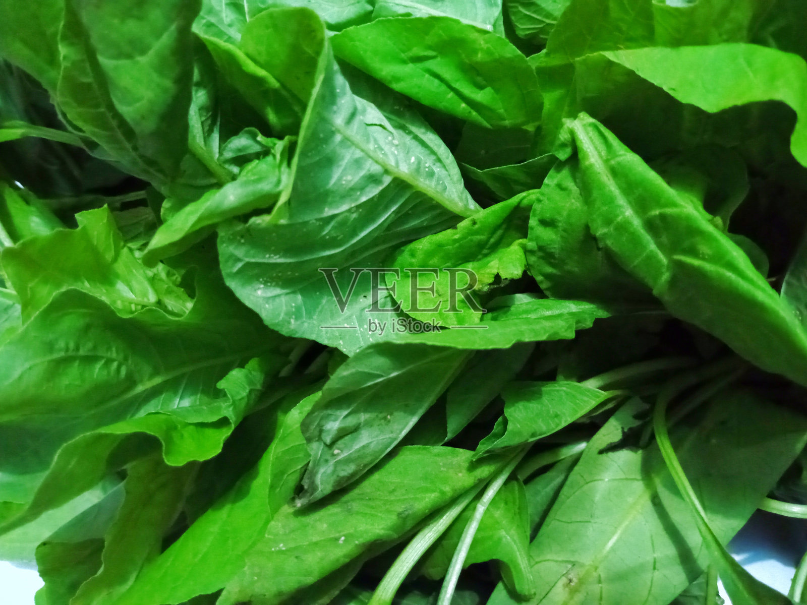 白色背景上的菠菜蔬菜照片摄影图片