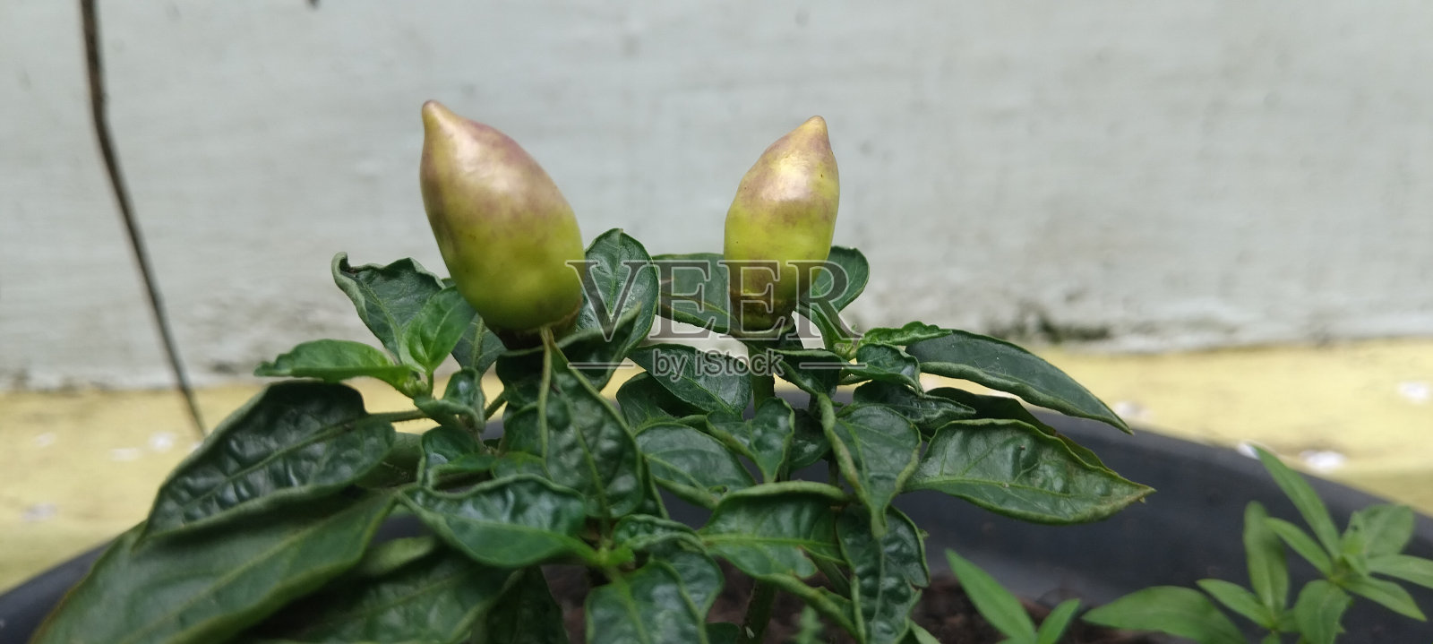 紫色辣椒照片摄影图片