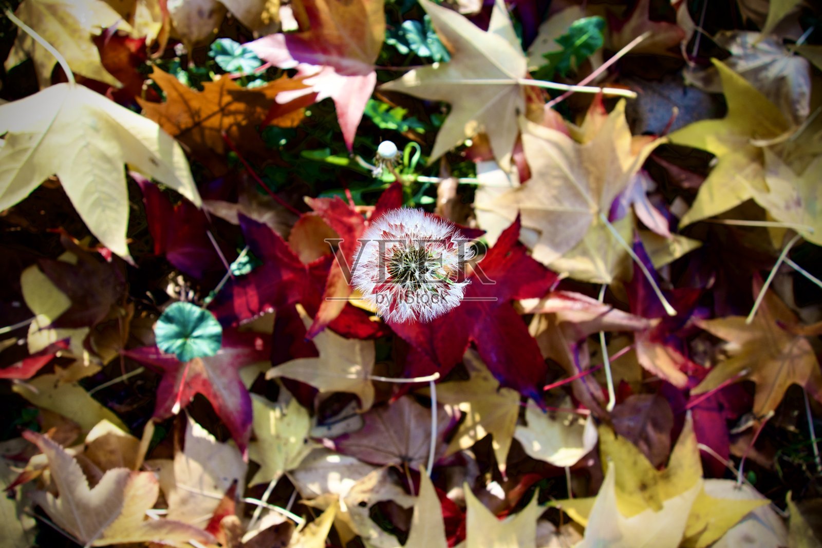 蒲公英在叶子之间照片摄影图片