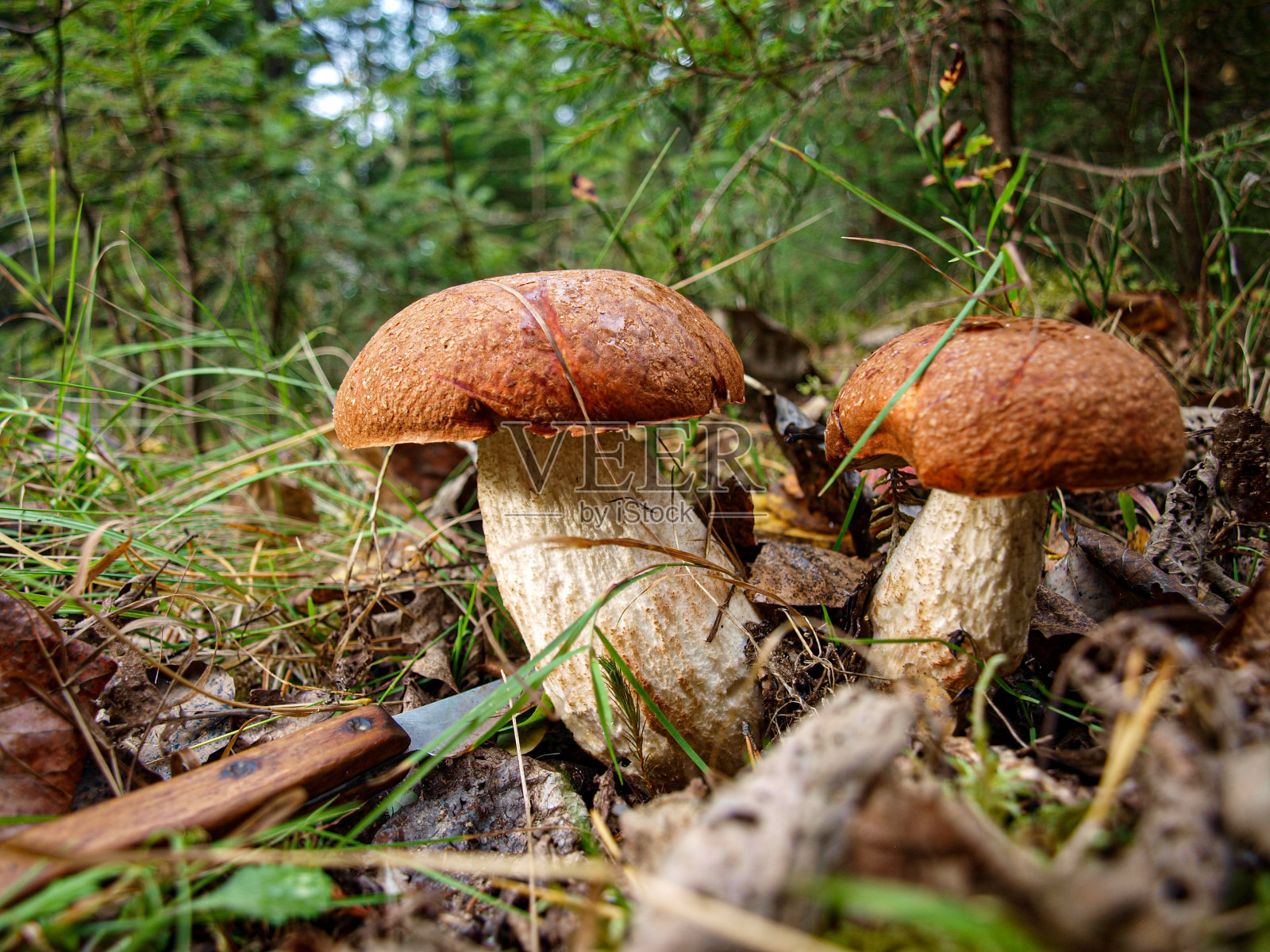 秋天，针叶林里美丽完美的蘑菇照片摄影图片