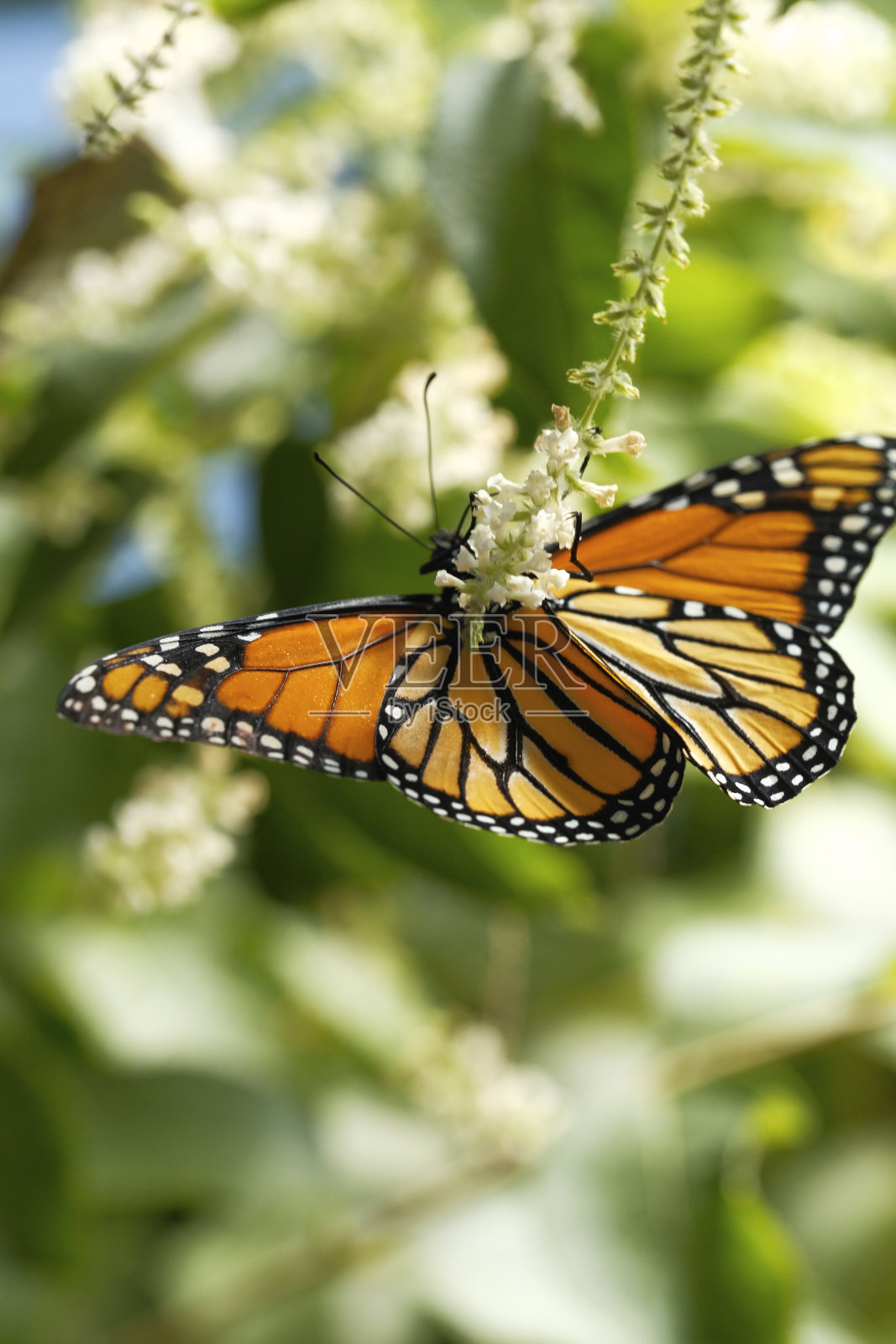 在开花植物上的帝王蝶照片摄影图片