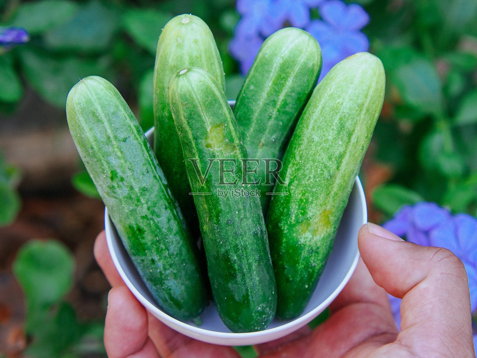 鲜小黄瓜照片摄影图片