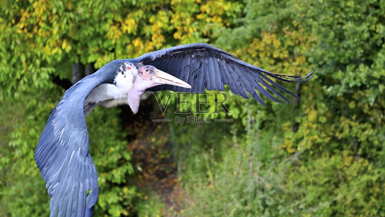 瘦肉鹳(鹳)照片摄影图片