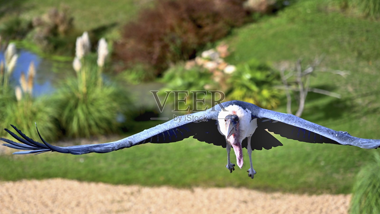 瘦肉鹳(鹳)照片摄影图片