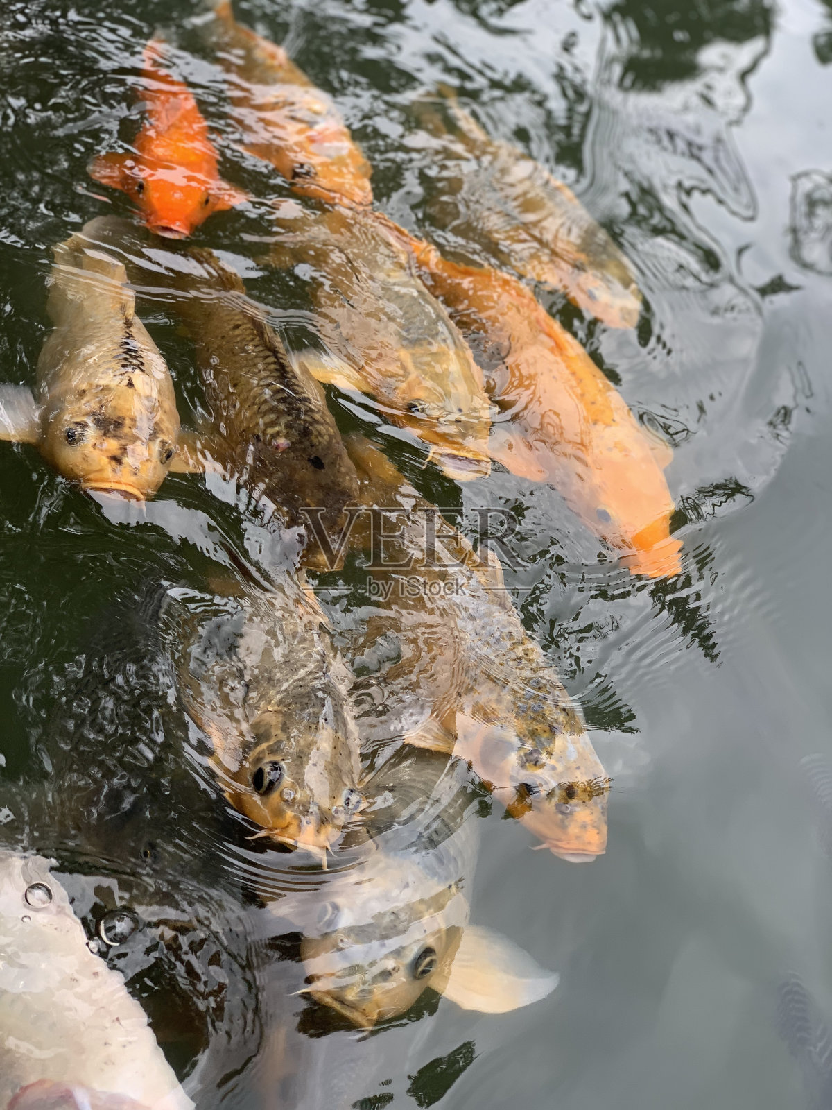池中的锦鲤和金鱼近景照片摄影图片