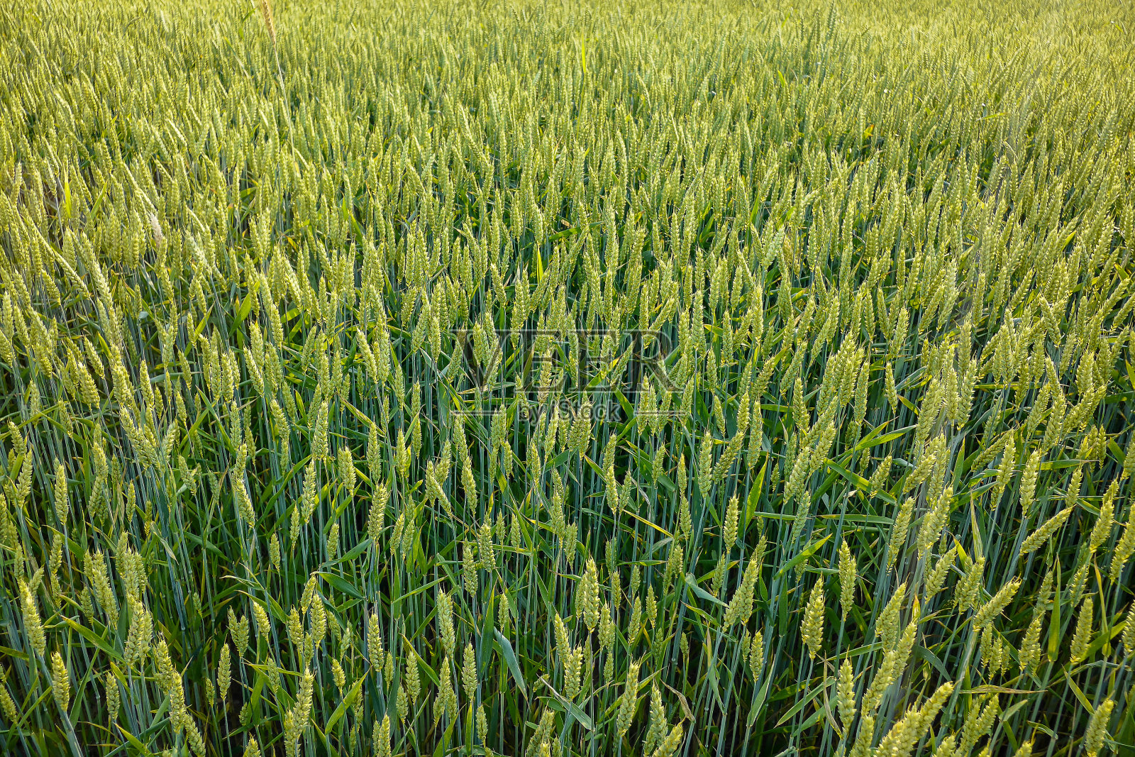 田野里的麦子，数码照片的图片作为背景照片摄影图片