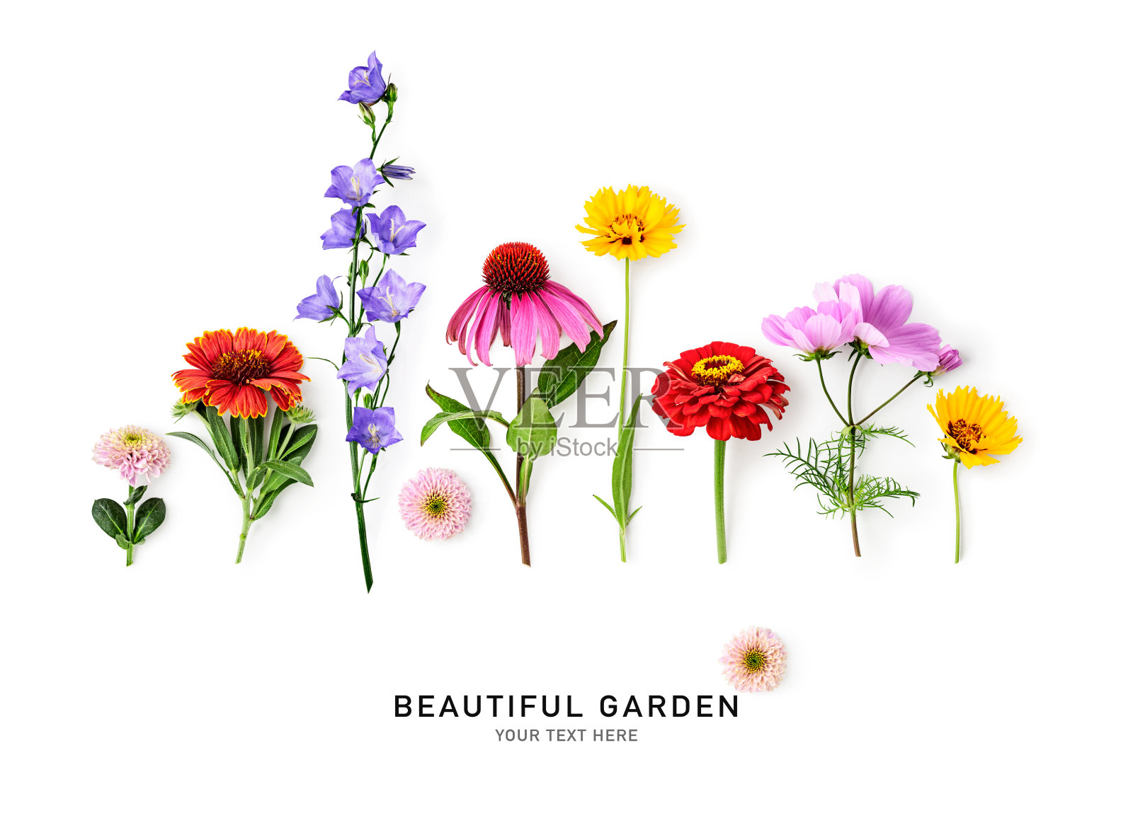 美丽的夏天花创意布局孤立的白色背景照片摄影图片