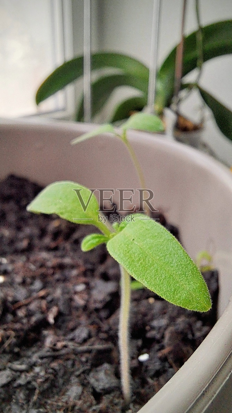 番茄幼苗照片摄影图片