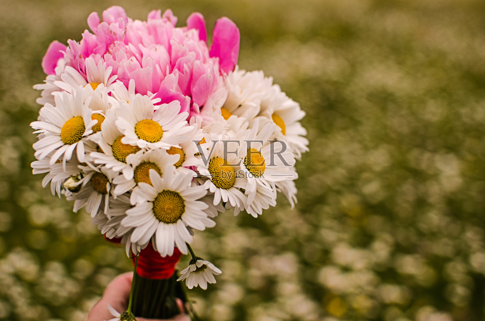 美丽新鲜的雏菊在户外的田野里盛开照片摄影图片