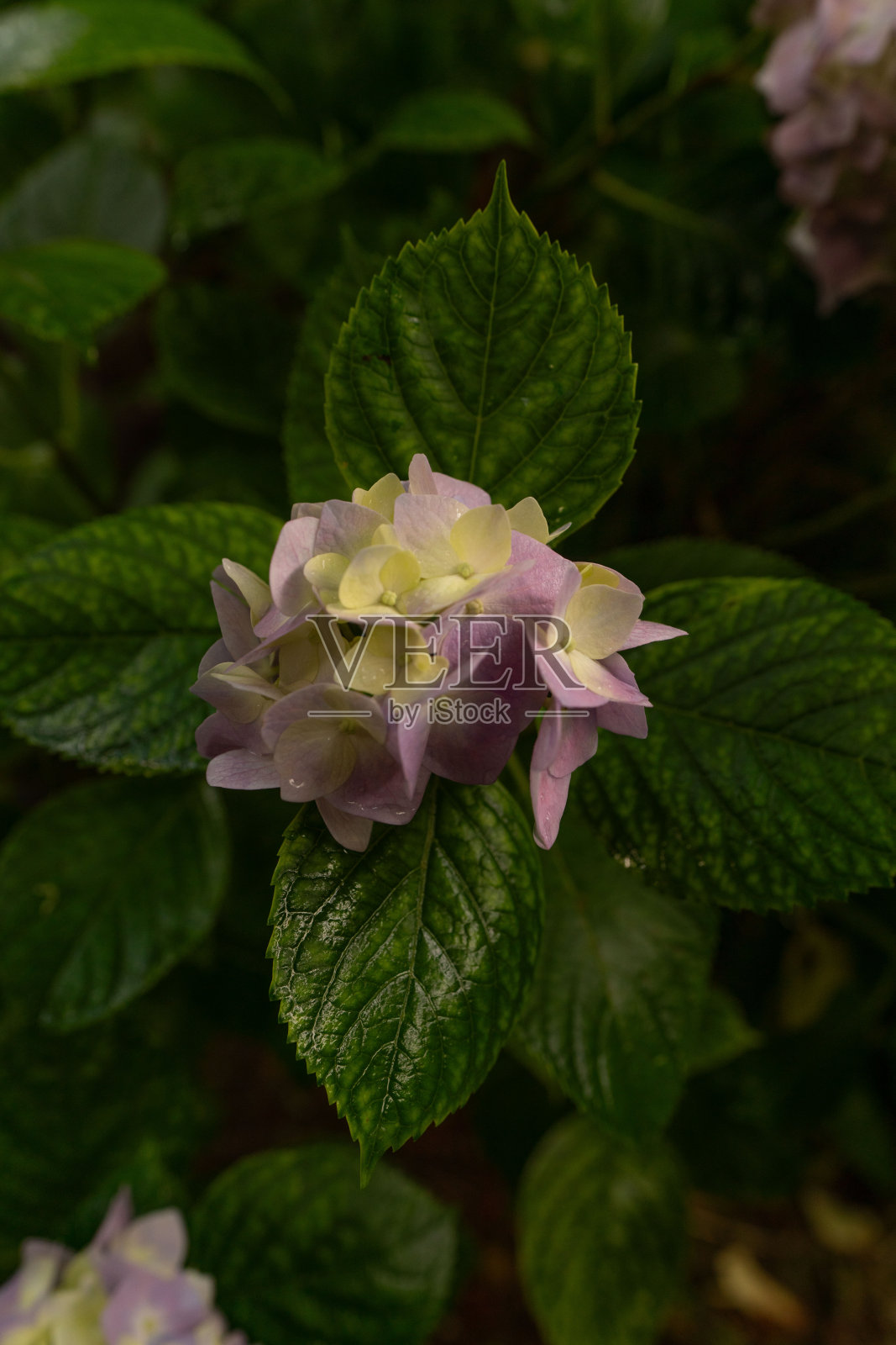 我有各种风景和历史遗迹的照片。照片摄影图片
