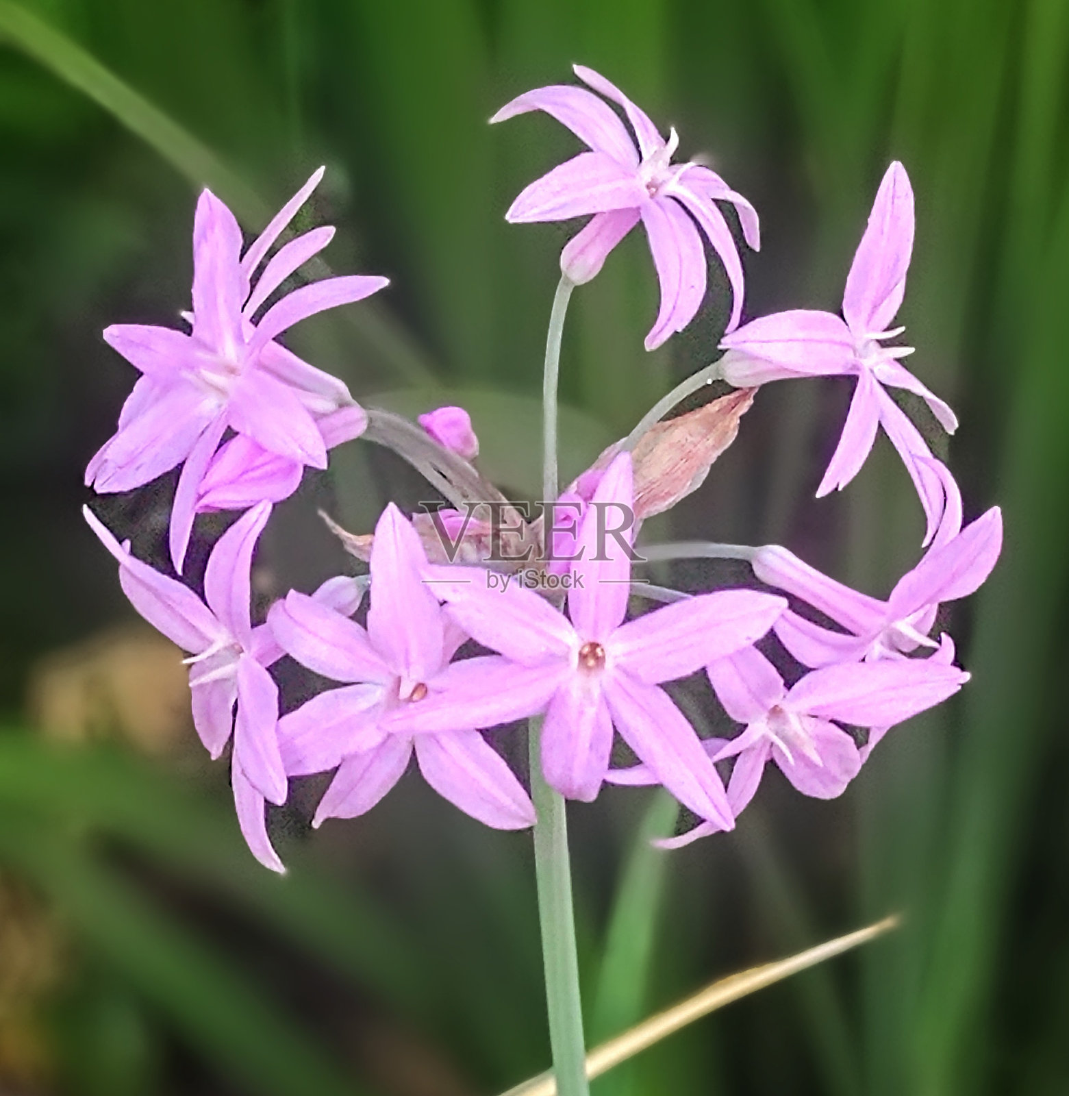 社会大蒜照片摄影图片