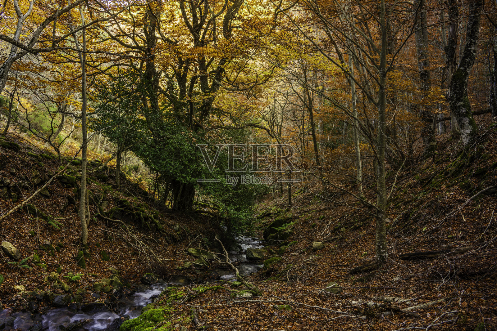 林中小溪照片摄影图片