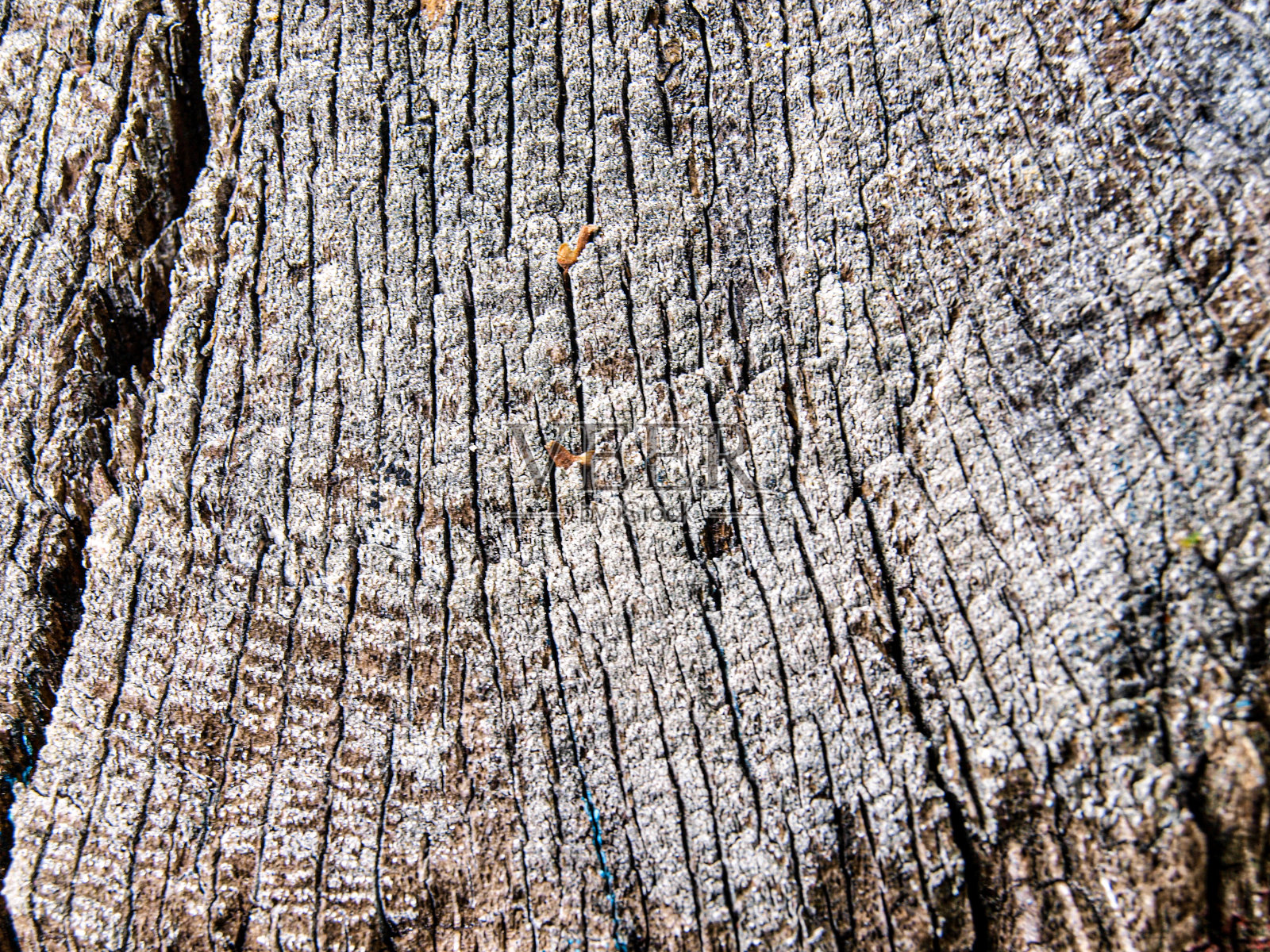 被风吹倒的树木照片摄影图片