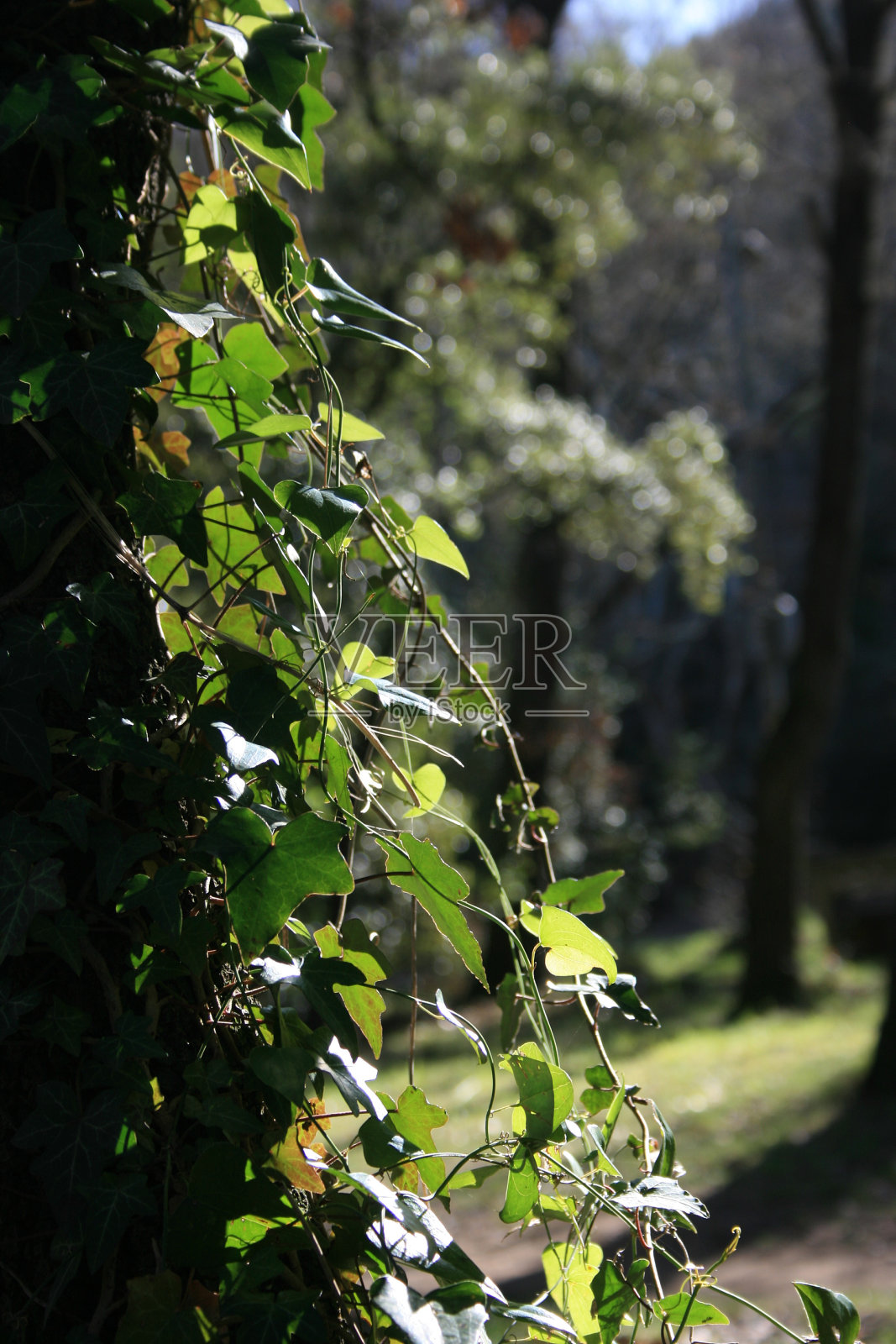 树上的常青藤照片摄影图片