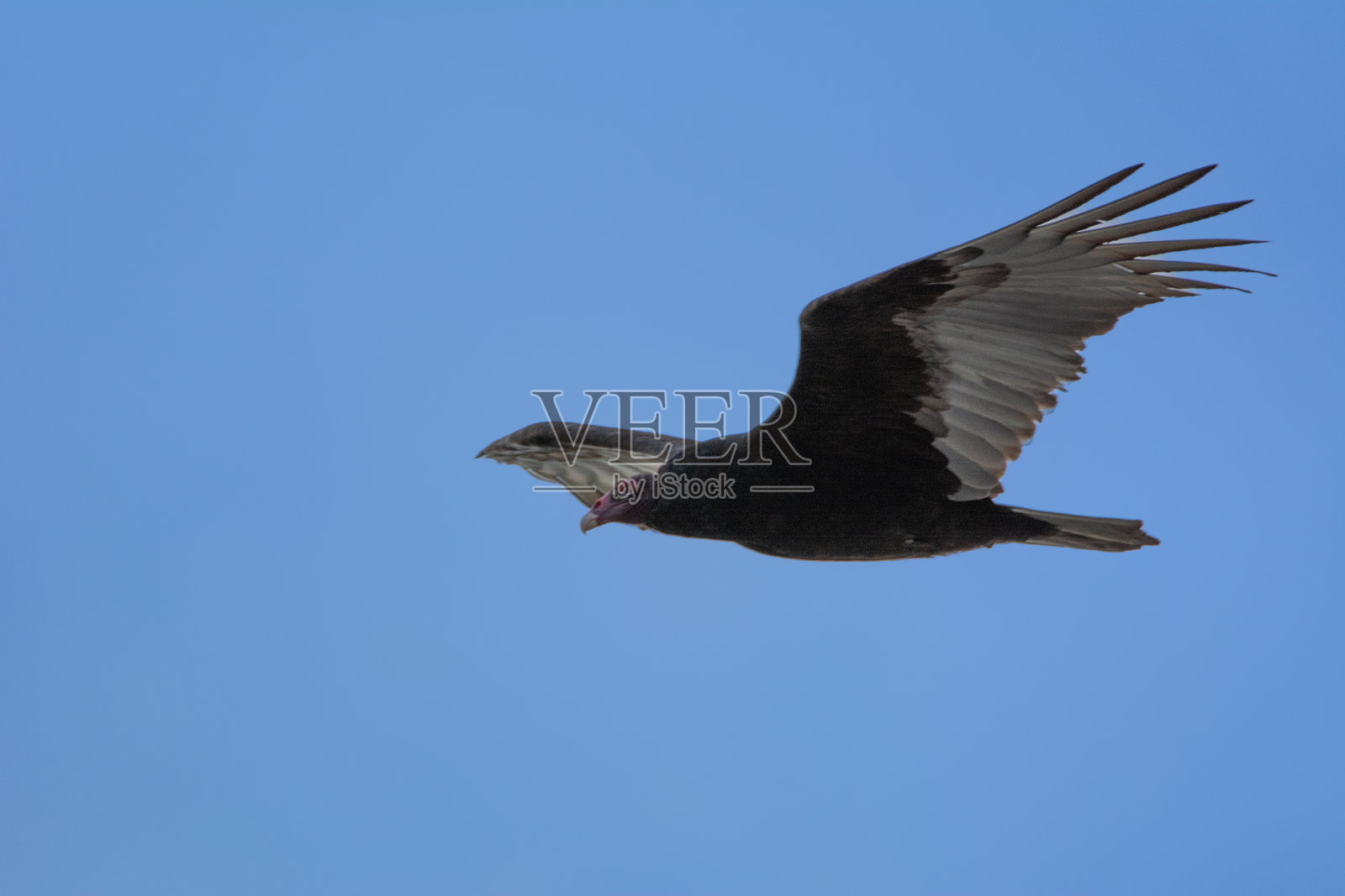 秃鹰在天空中飞翔照片摄影图片