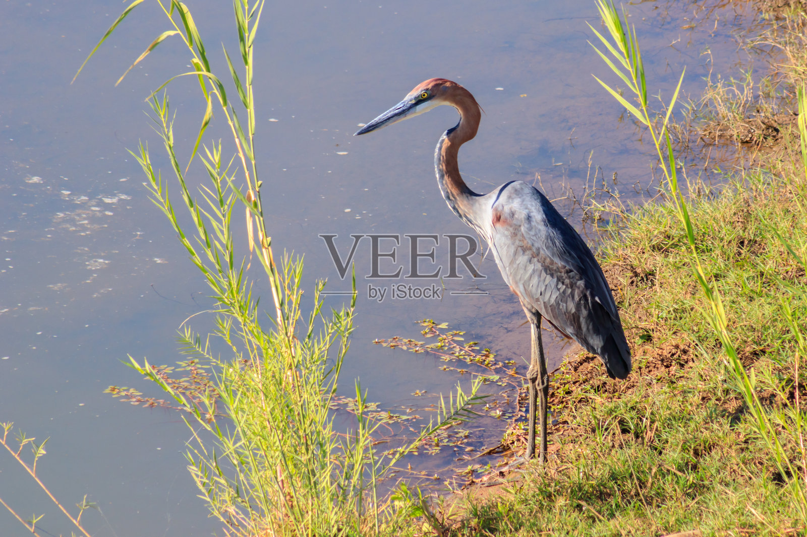 歌利亚鹭(Ardea Goliath)在湖边散步，克鲁格国家公园，南非照片摄影图片