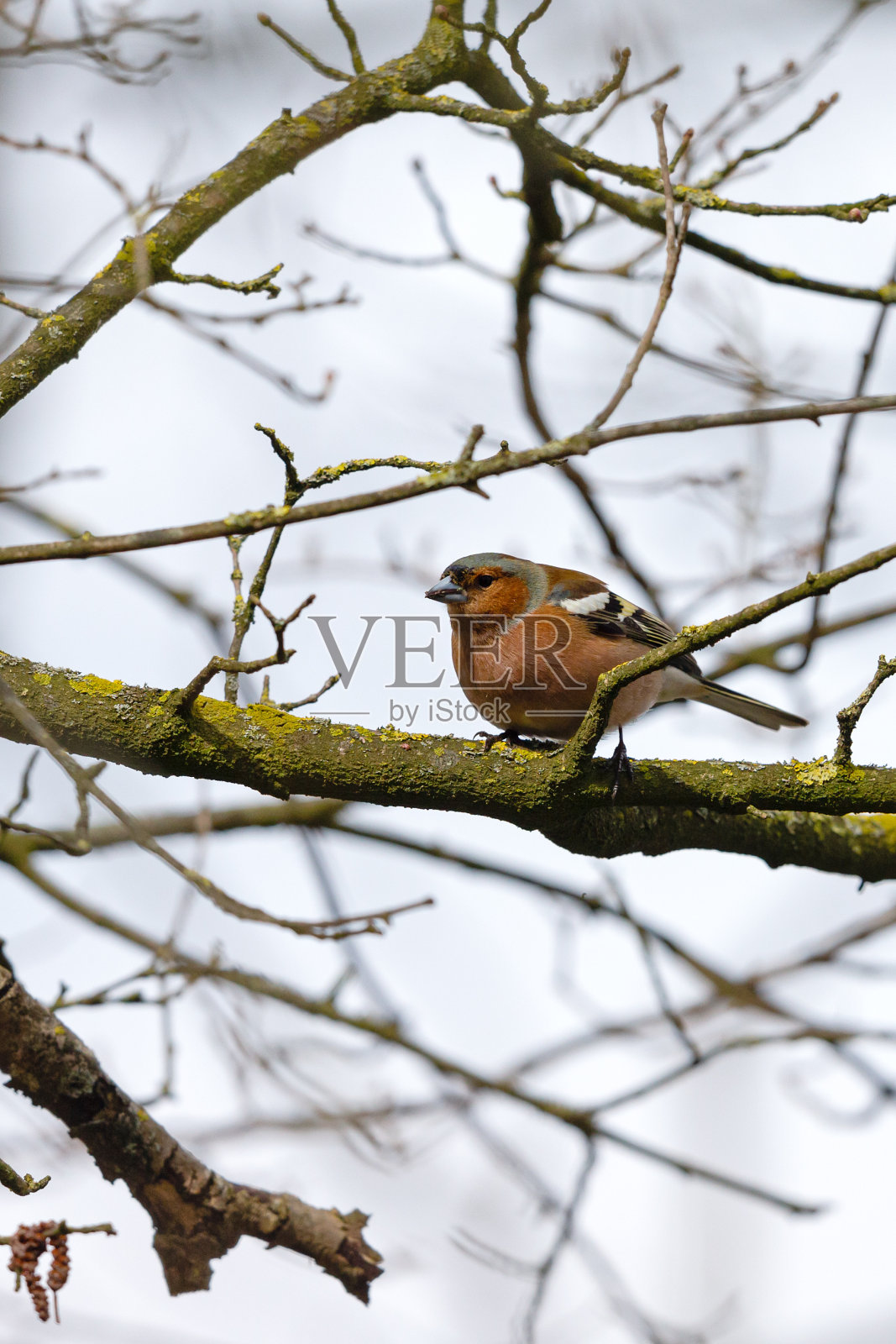 雄苍头燕雀坐在一棵光秃秃的树上照片摄影图片
