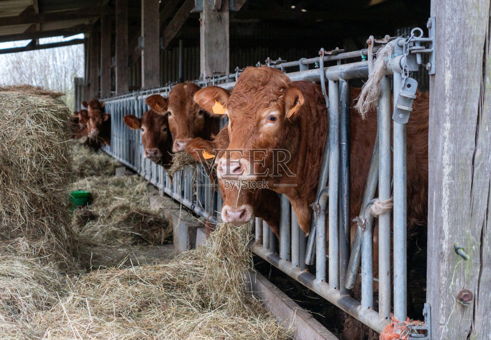 农场里的奶牛特写照片摄影图片