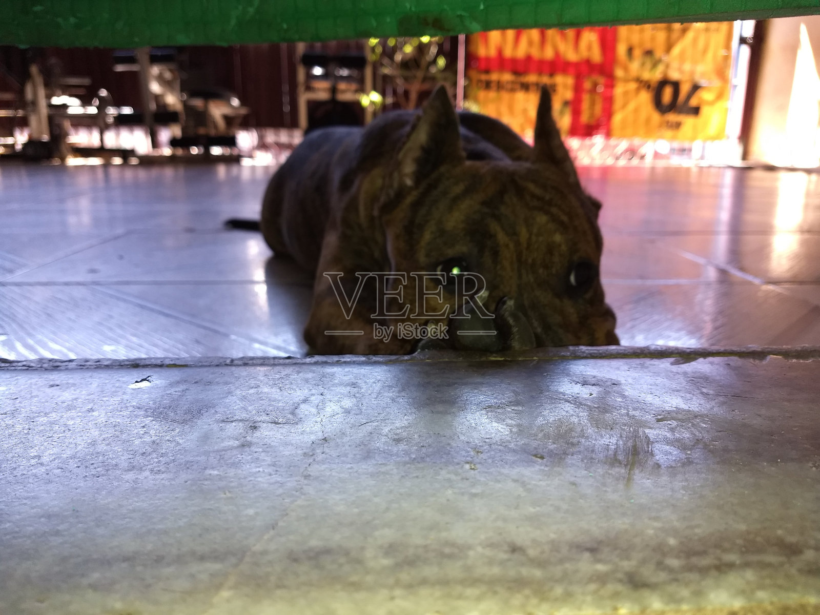 狗照片摄影图片