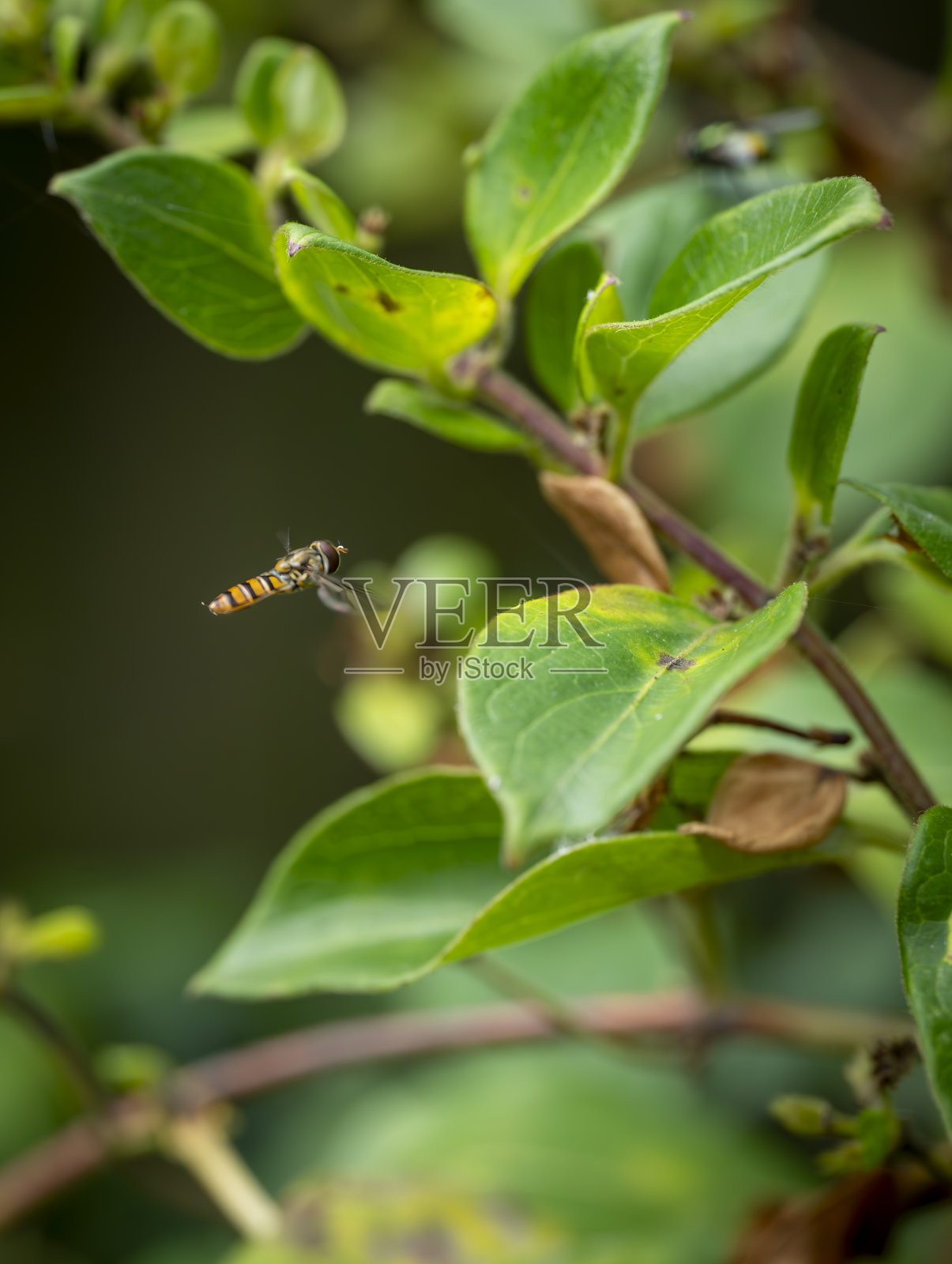 在金银花叶子上盘旋飞翔照片摄影图片