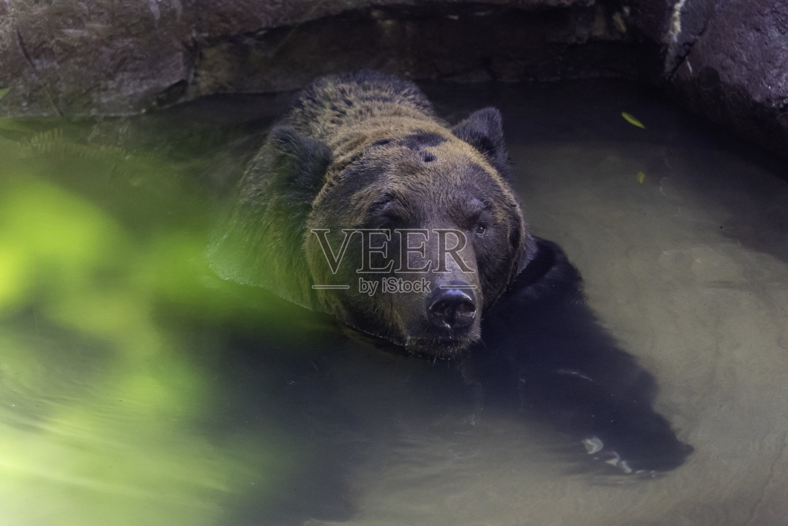棕熊泡照片摄影图片