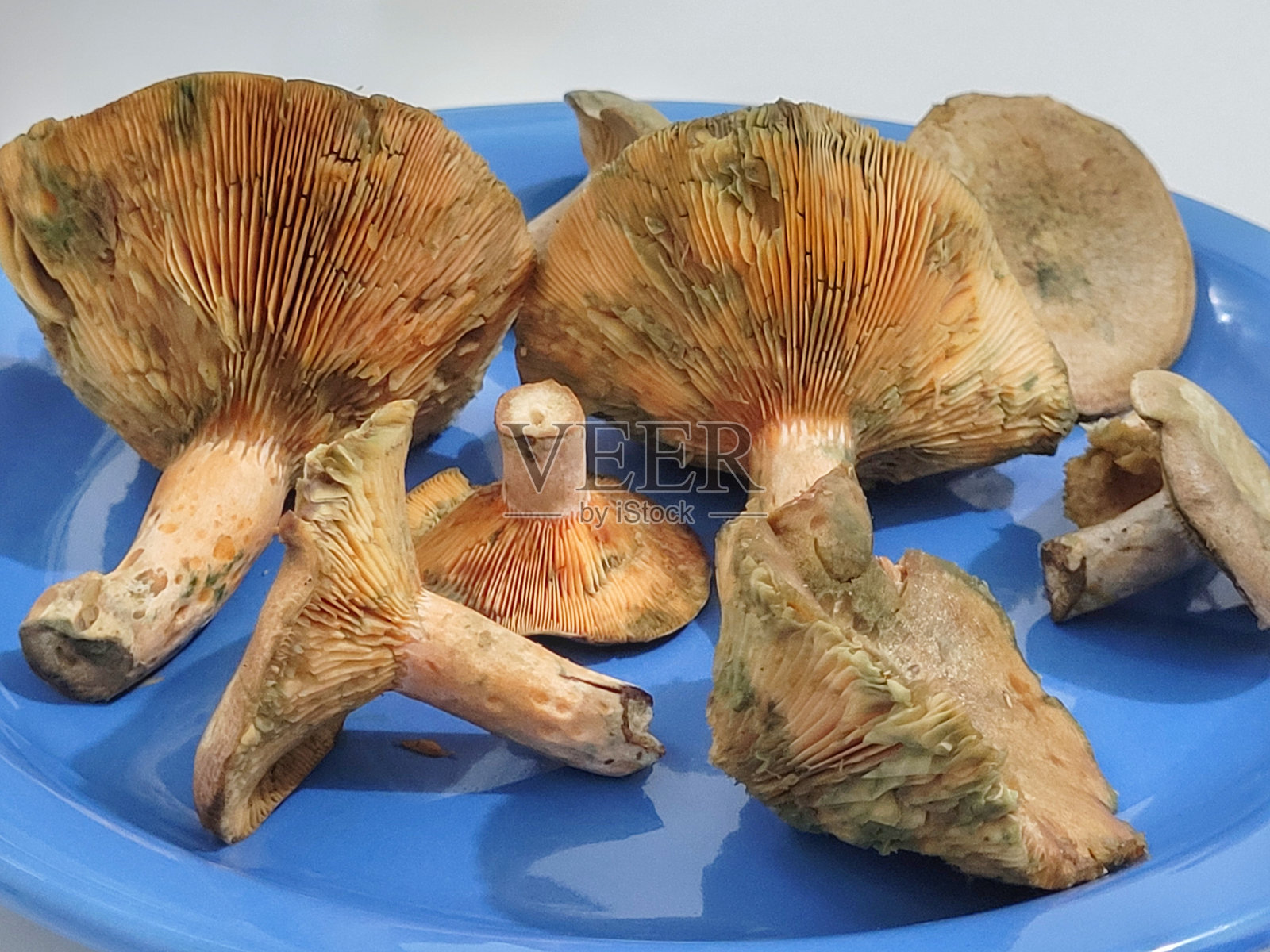 美丽的食用菌乳菇科照片摄影图片