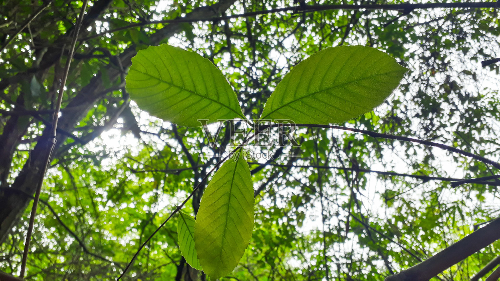绿色以各种形式存在于大自然中照片摄影图片