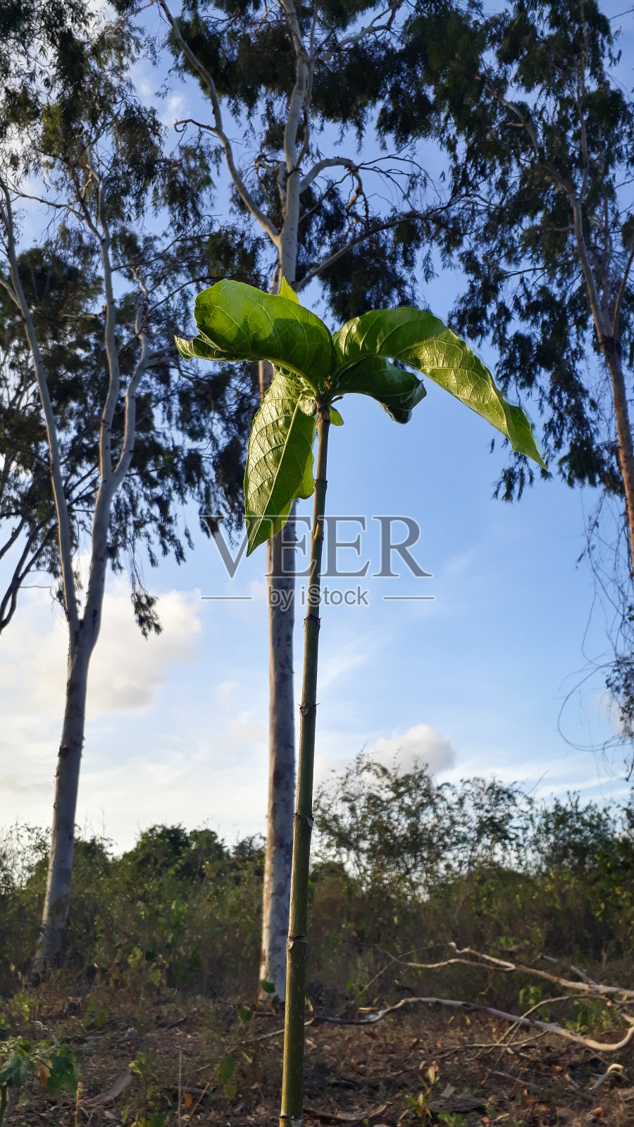 绿色以各种形式存在于大自然中照片摄影图片