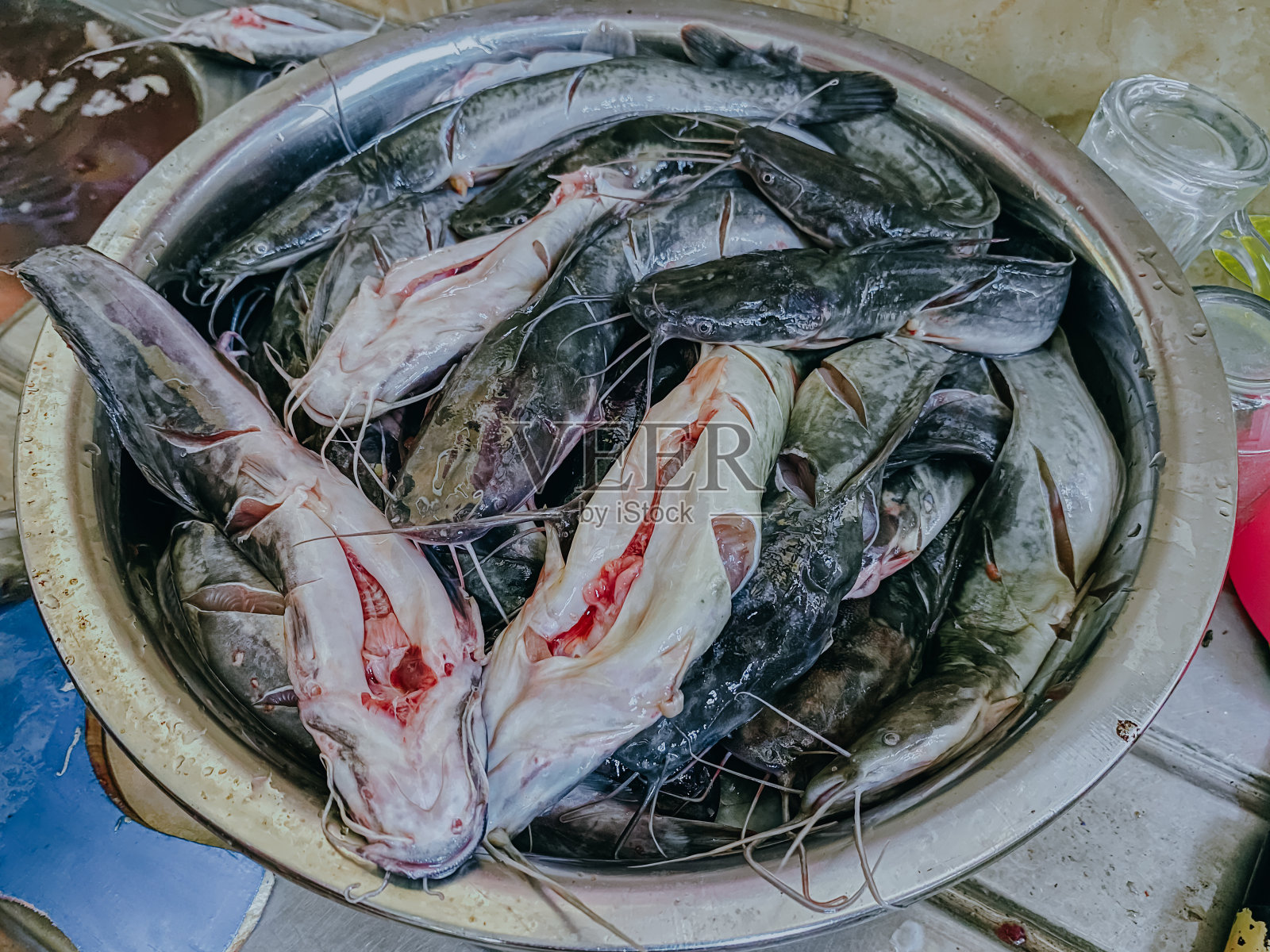 鲶鱼或鲶鱼是一种种类繁多的鳍鱼。照片摄影图片