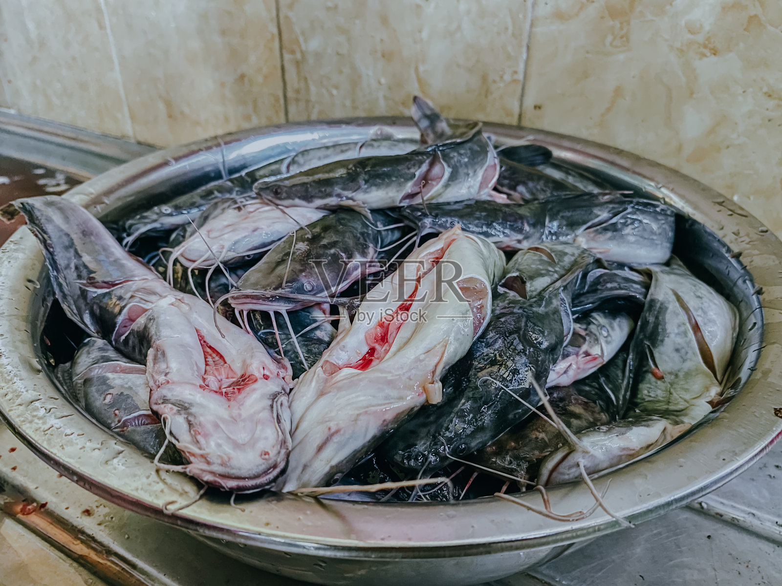 鲶鱼或鲶鱼是一种种类繁多的鳍鱼。照片摄影图片