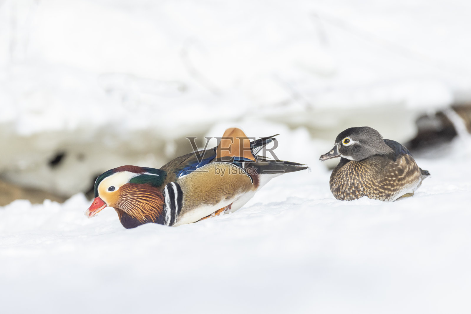 冬季成对鸳鸯照片摄影图片