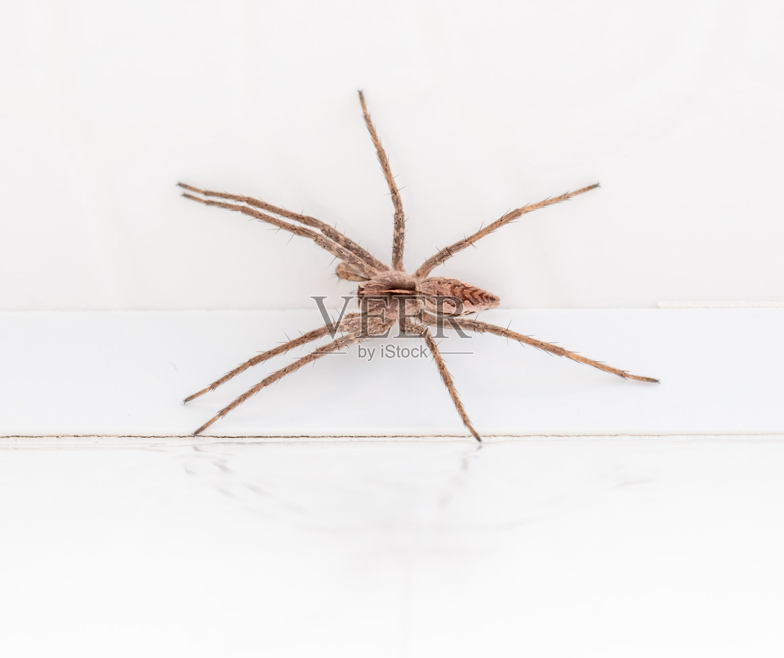 白木背景上的蜘蛛。宏。照片摄影图片