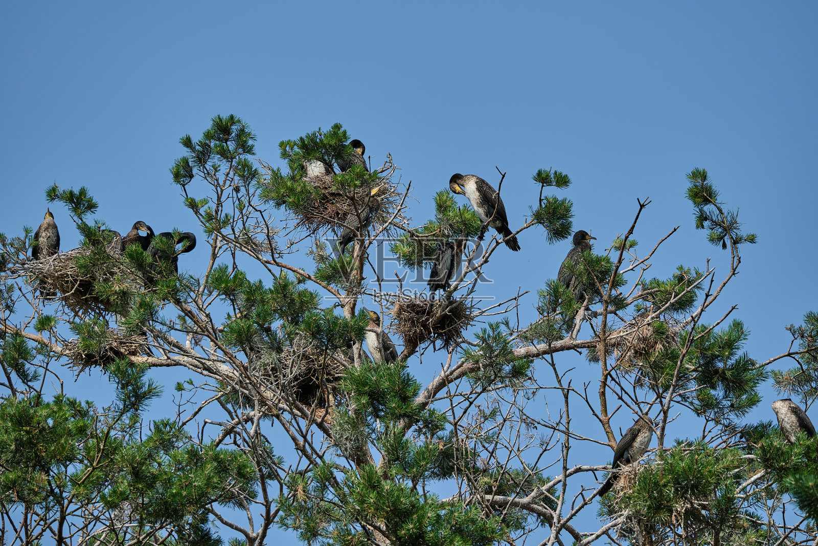 大鸬鹚高高地站在库尔斯岬角的树上。照片摄影图片